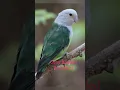 Download Lagu Top 10 Rare and beautiful lovebirds mutation.