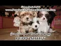 MORKIE PUPPIES FOR SALE GEORGIA LOCAL BREEDERS GWINNETT COUNTY GA