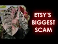 House Plant Scams
