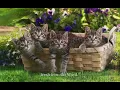 Cat Stevens - "Morning Has Broken" Lyrics on screen