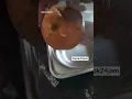Download Lagu siswa kaget, jeruk di menu MBG busuk ada belatung 😢 #shortsviral mbg #makangratis #viral