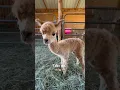 One day old Alpaca. Baby Lotus 🪷🦙🪷 #babyalpaca #alpaca #homestead