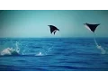 Download Lagu Hundreds of Manta Rays Leap into the Air