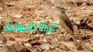 Download The Beautiful Of Richard's Pipit MP3