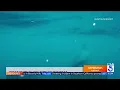 Download Lagu Massive great white shark encounter off San Diego coast