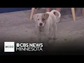 Forever Home Friday Meet Christine