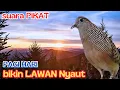 Download Lagu Perkutut Lokal Gacor Alami Cocok Untuk Masteran Burung Pemula