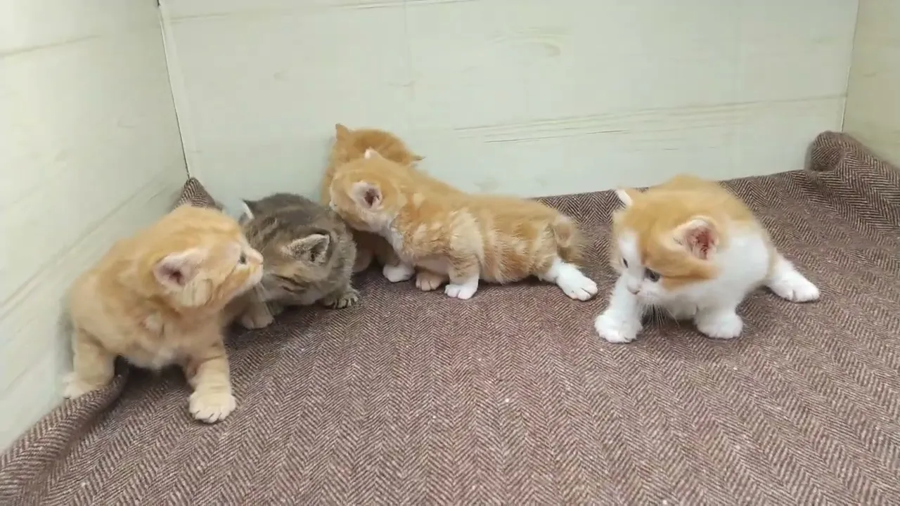 動画