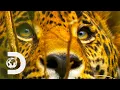 Lagu A Hungry Jaguar Hunts In The Mexican Rainforest | Wild Mexico