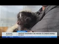 Creature Conservancy shares rescued animals with community in Ann Arbor