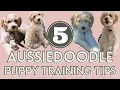 5 Aussiedoodle Puppy Training Tips That Helped Us