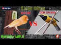 Download Lagu KENARI VS CUCAK CUNGKOK masteran terbaru