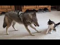 Coyote Plays With Cat - Insane
