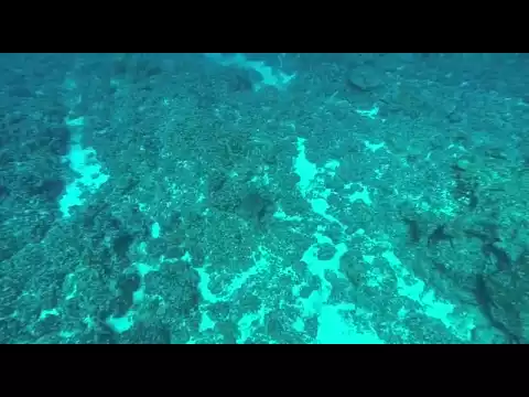 Download MP3 Underwater video captures sonar pings
