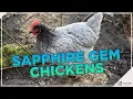 This Chicken Breed is A Gem Don t Miss This Breed