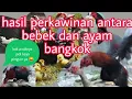 Download Lagu viral hasil perkawinan bebek dan ayam bangkok.anaknya  jadi seperti pinguin 😅