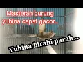 yuhina gacor#terapi yuhina#masteran yuhina bahan#terapi yuhina kalimantan