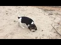 PuppyFinder com Puppy