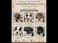 Creekside Diverse Aussies Puppies