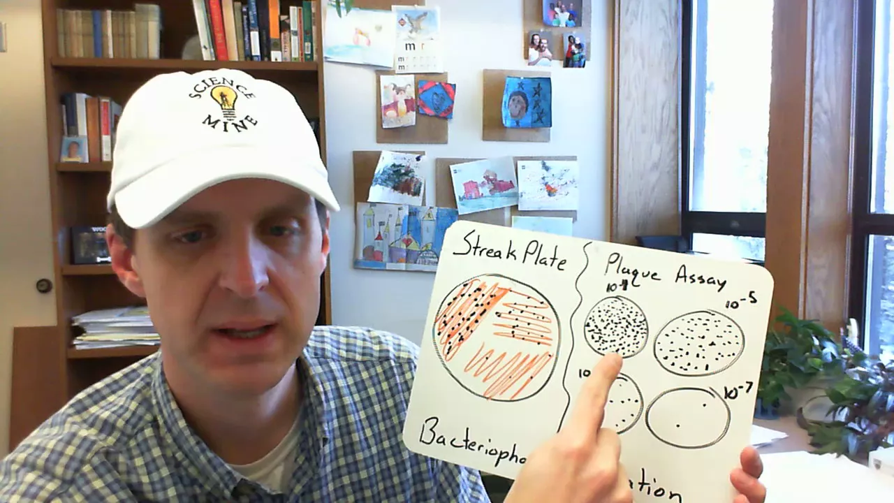Bacteriophage Purification: Streak Plate vs Plaque Assay