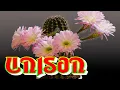 Download Lagu Music For The Soul ,, UNISON,, Music Sergey Grischuk