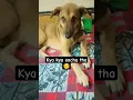 Download Lagu Hum garib hai na 😓 #shortsyoutube #dogfunnyvideos #comedyshorts #funny