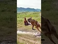 The fox catches the bird#funny #attack #fox #animals #trending #viralvideo