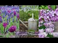 Cottagecore Garden Aesthetic The Best Purple Flowers to Plant