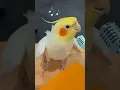 Download Lagu Super cute singing moments! 🎶🦜🥰 #cockatielscraze #birdsinging #cockatiel