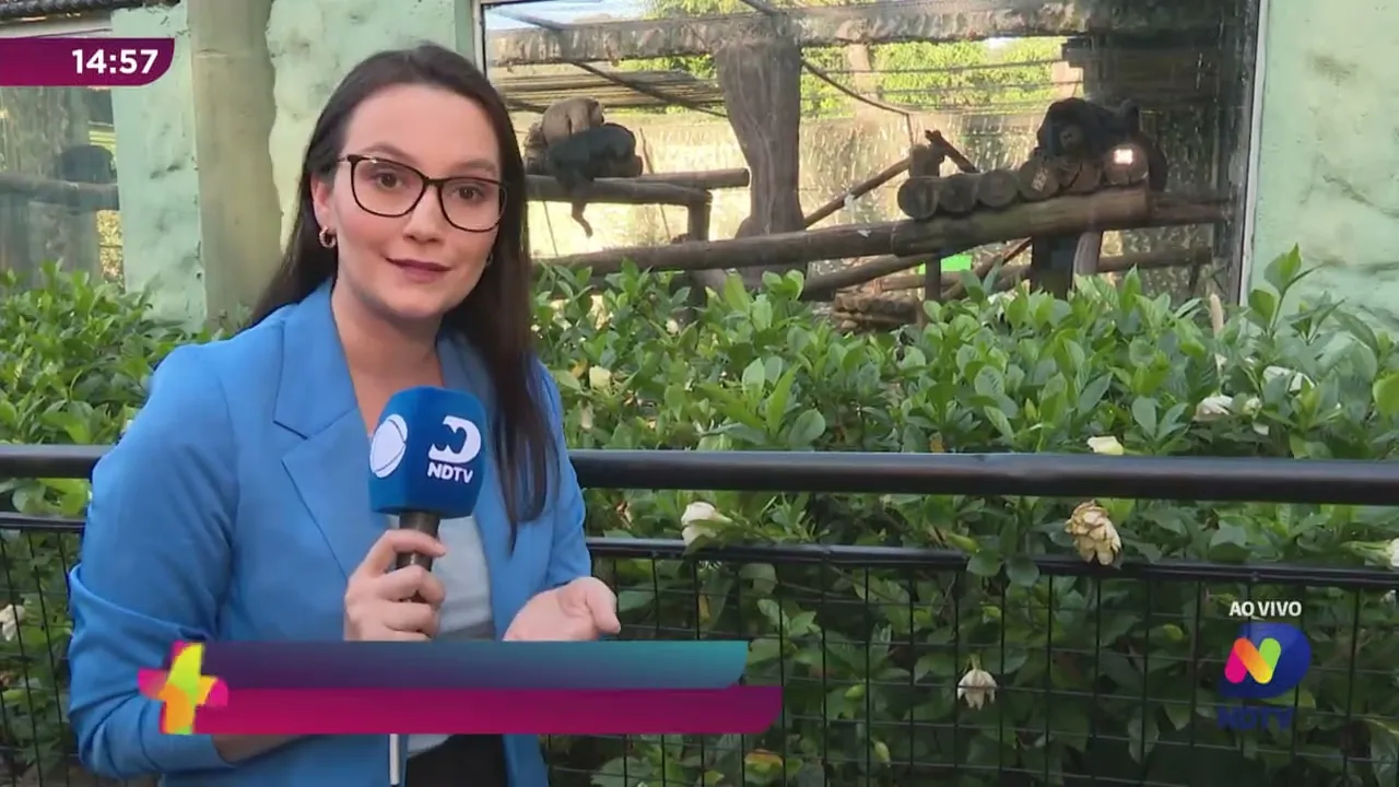 Bugio-preto em Pomerode! Espécie ameaçada de extinção é preservada no Zoo