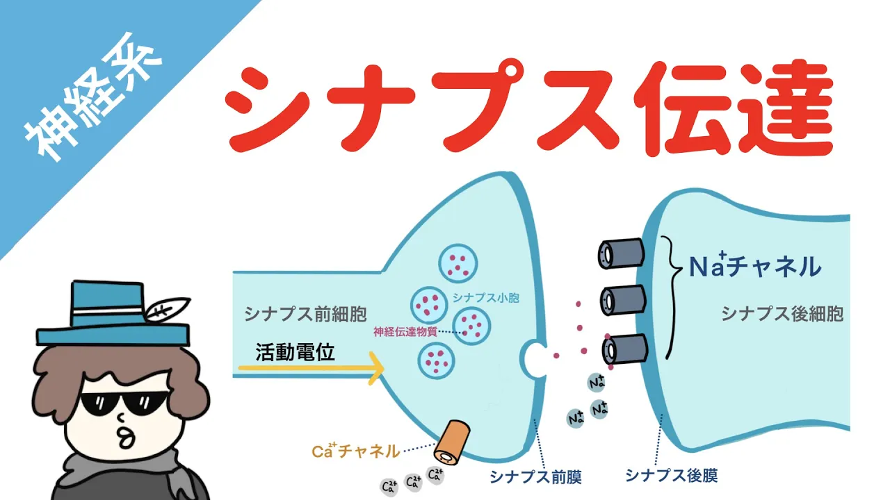 【神経系】シナプス伝達(EPSPとIPSP)