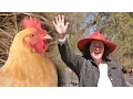5 Deadly Mistakes To Avoid When Raising Chickens