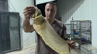 شاهد  ثوب الاصله الافريقيا كامل مع عدسات العين مع العمواسي 