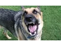 Download Lagu German Shepherd Power Barking