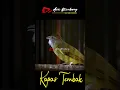 Download Lagu kapas tembak gacor  ngebren