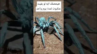 هيحصلك إيه لو بقيت عنكبوت يوم واحد معلومات اكسبلور Animals Facts Wildlife معلومات غريبة 