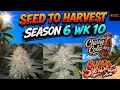 SEED TO HARVEST SZN 6 GUAVA SUNDAE CHERRY COLA RF3 WEEK 10 FLOWER