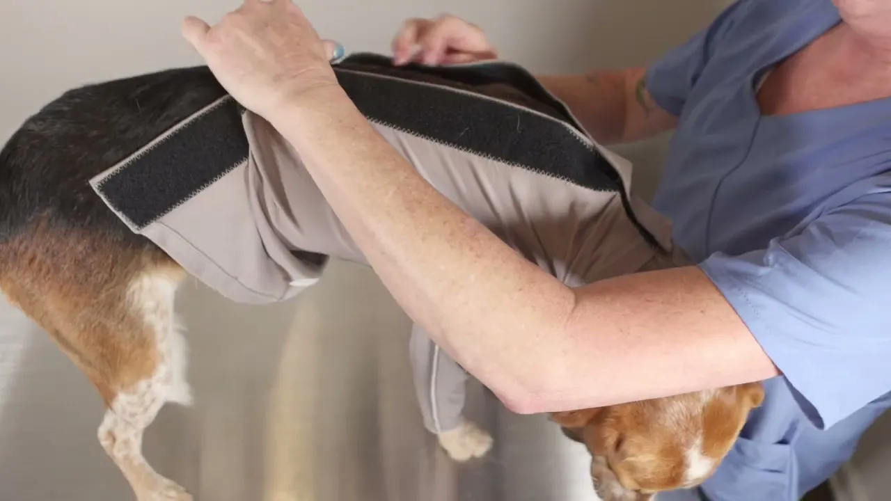 Training of how to measure and put on a step-in style Surgi-sox recovery suit for dogs