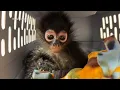 18-Month-Old Spider Monkey Named Violeta Rescued in California