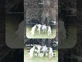 Anti Believer - SHINee Acapella