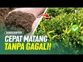 Lagu PUPUK KANDANG CEPAT MATANG TANPA BAU DAN TANPA PANAS !! BEGINI CARANYA!!