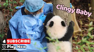 Panda Fluffball Wraps Itself Around Keeper's Leg | iPanda