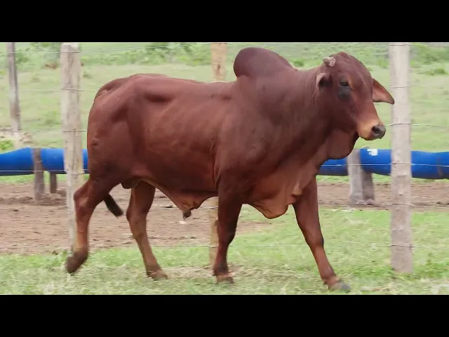 Touro Sindi RAJT - 2675