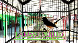 Download Larwo Gacor SUJUTNYA GA ADA LAWAN‼️ KATANYA murai batu larwo adalah burung terbaik || GOVINDA KICAU MP3