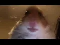 Hamster Answering A Facetime Call