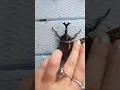 Beetle pinning