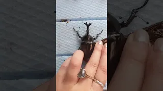 Beetle pinning