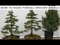 Lagu Making Formal Upright Bonsai from Alberta Spruce