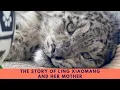 Download Lagu Updates on Snow Leopard Ling Xiaomang and Answers to Your Questions