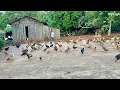 Download Lagu A lida das irmãs Pedrosa #e muito amor  no que faz# gerando muita fartura no sítio…